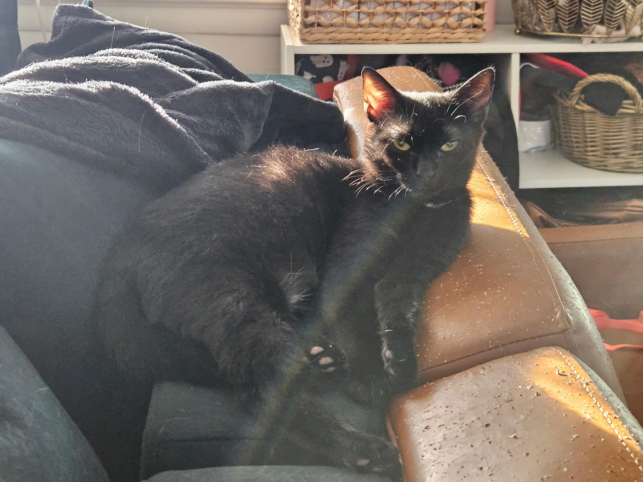 Enlarge Bono, a Adoptable Domestic Short Hair in Beltsville, MD image 6/6