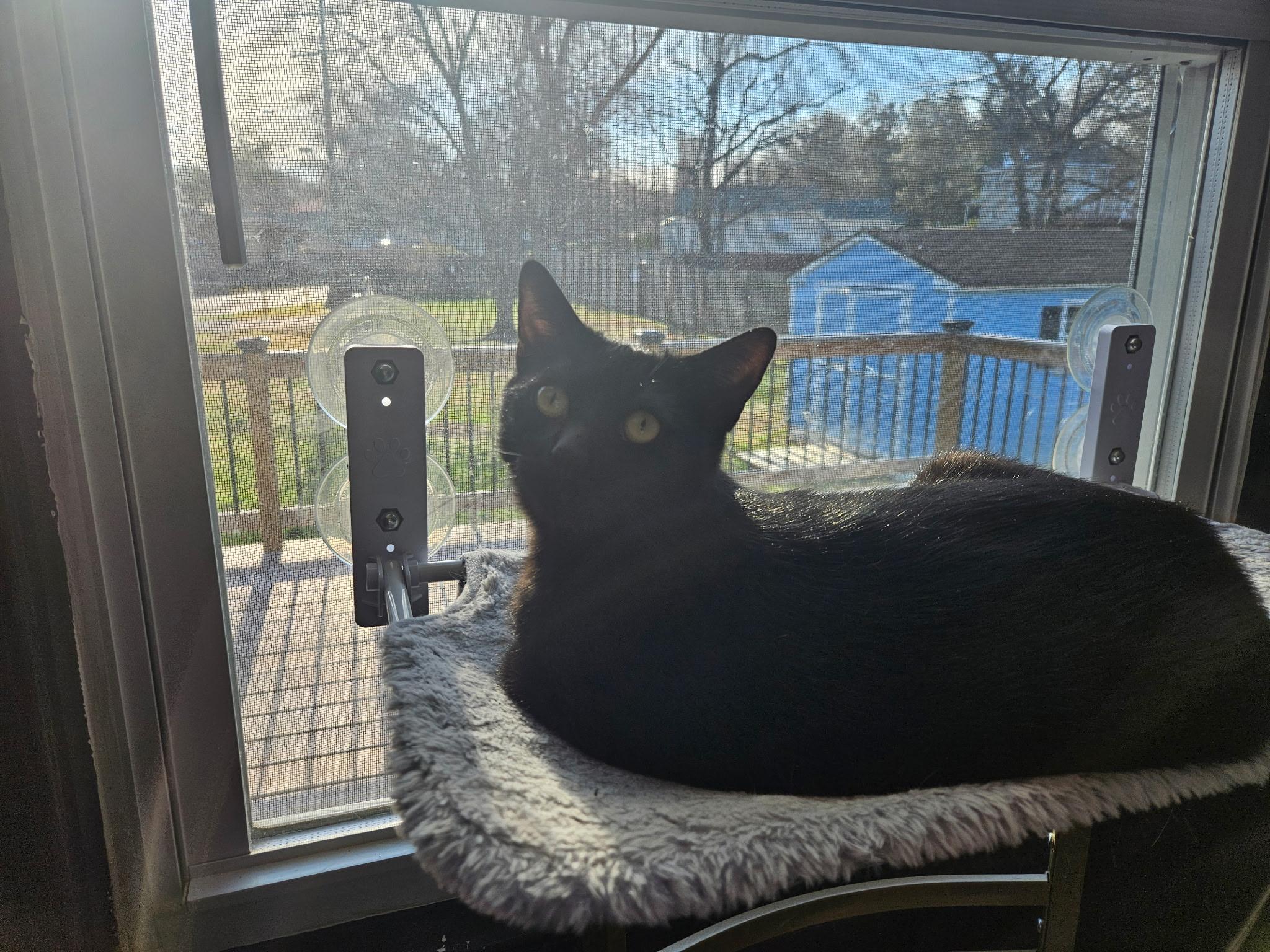 Enlarge Bono, a Adoptable Domestic Short Hair in Beltsville, MD image 3/6