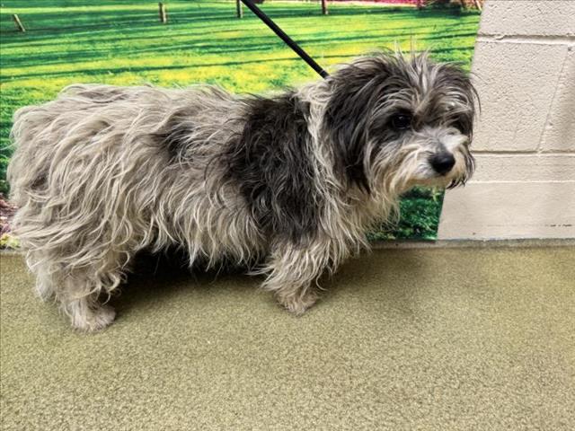 HELP ME PLEASE! MAGGIE -ID#A543909