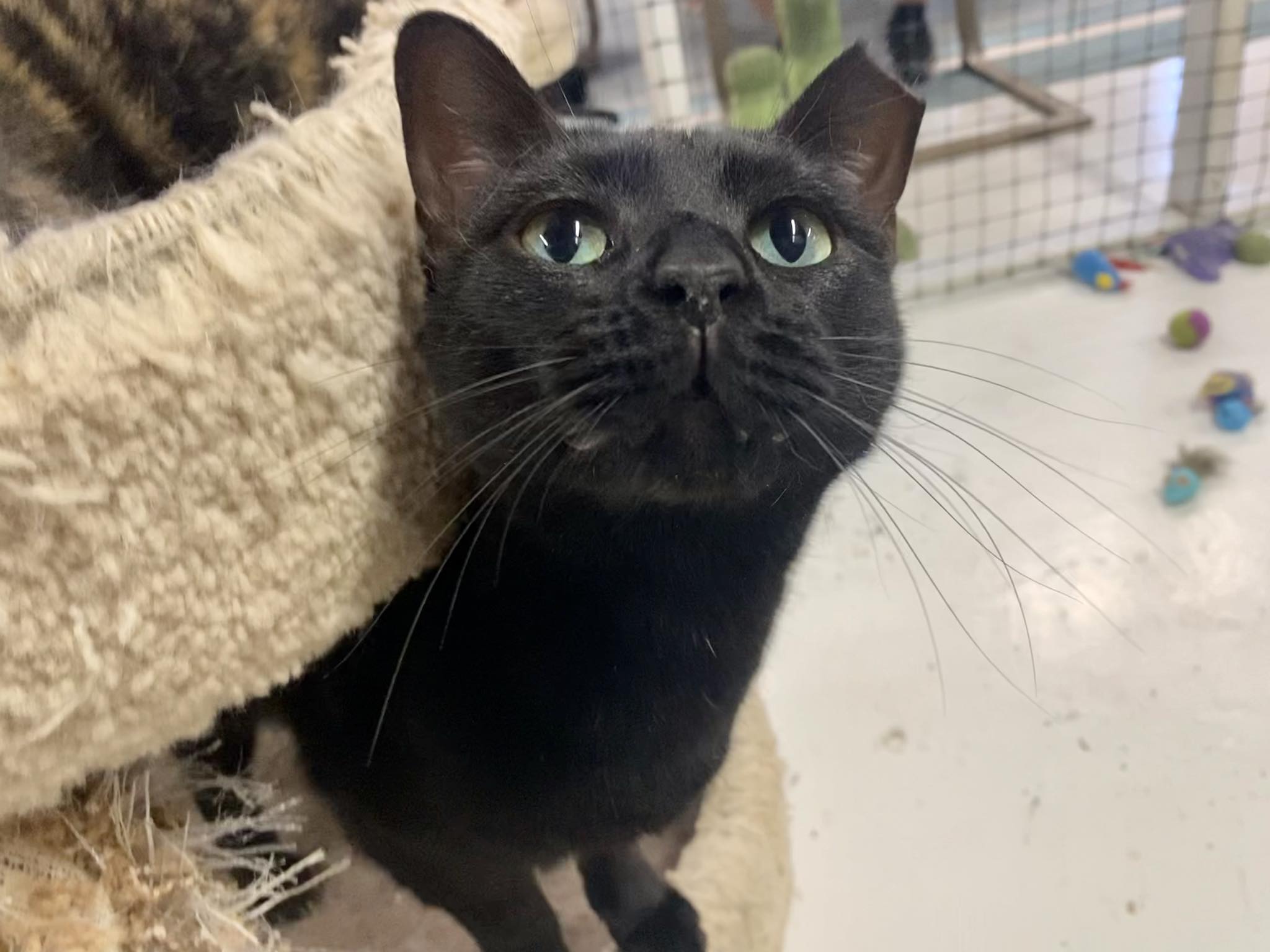 Enlarge Kaba, a Adoptable Domestic Short Hair in Las Cruces, NM image 5/6