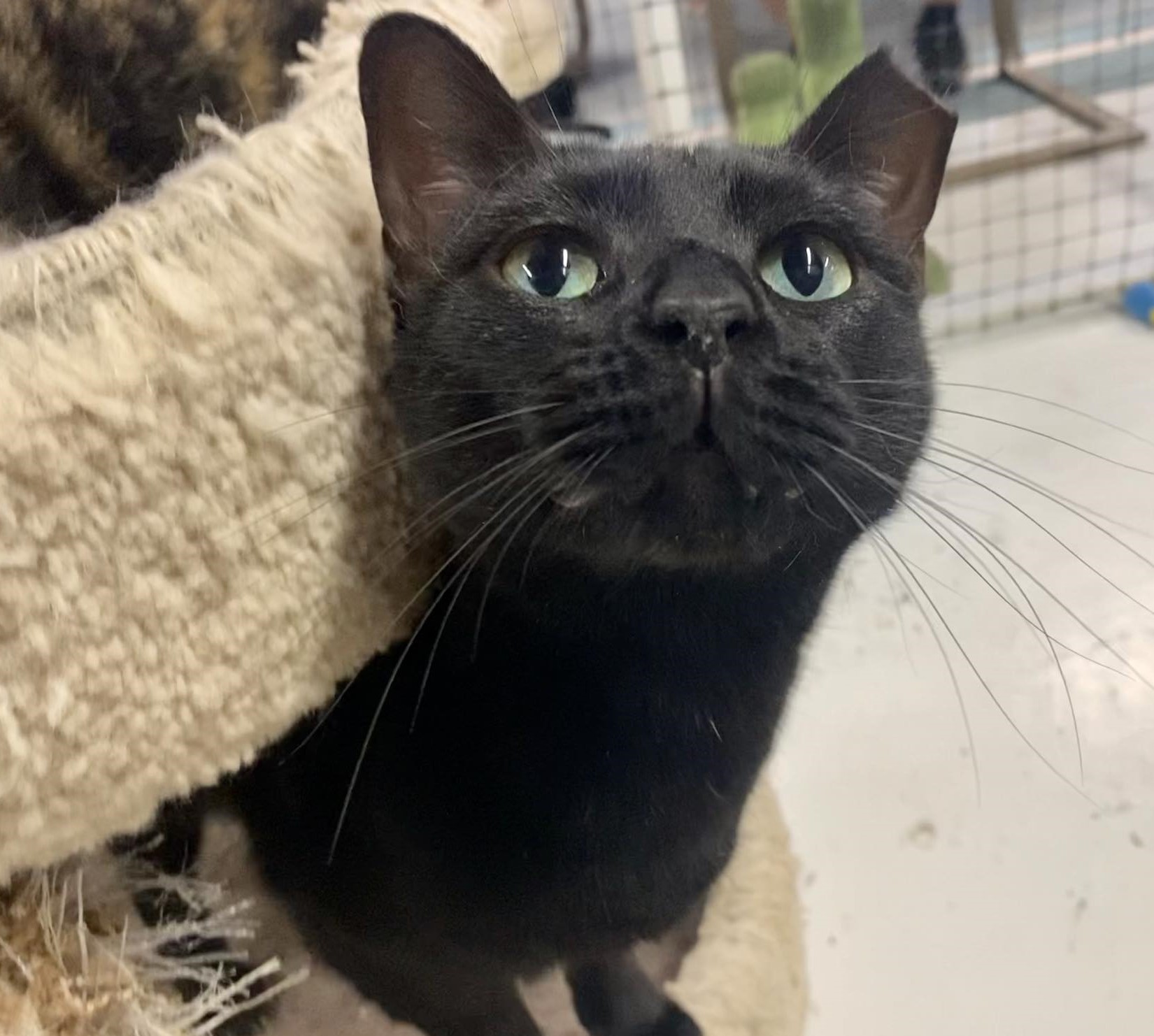 Enlarge Kaba, a Adoptable Domestic Short Hair in Las Cruces, NM image 1/6