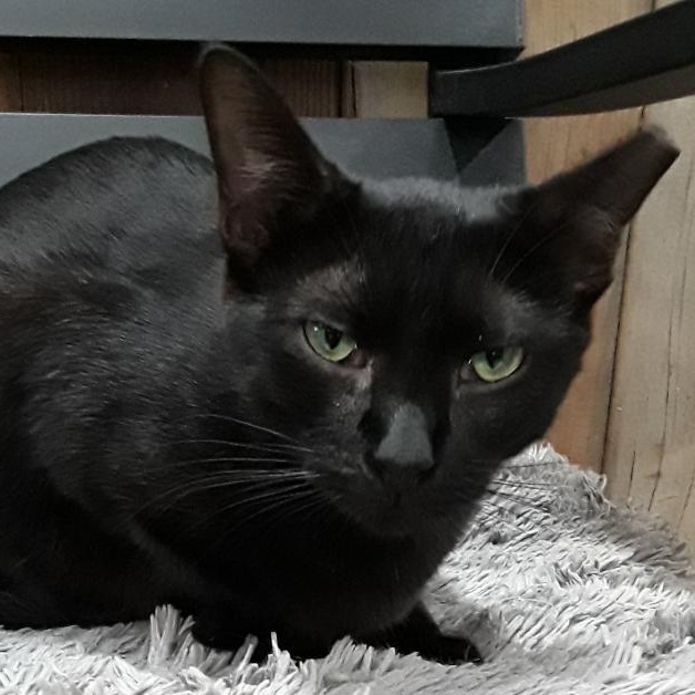 Enlarge Kaba, a Adoptable Domestic Short Hair in Las Cruces, NM image 6/6