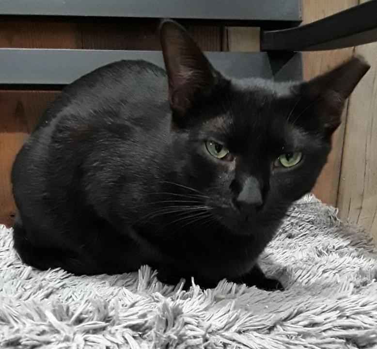 Enlarge Kaba, a Adoptable Domestic Short Hair in Las Cruces, NM image 4/6