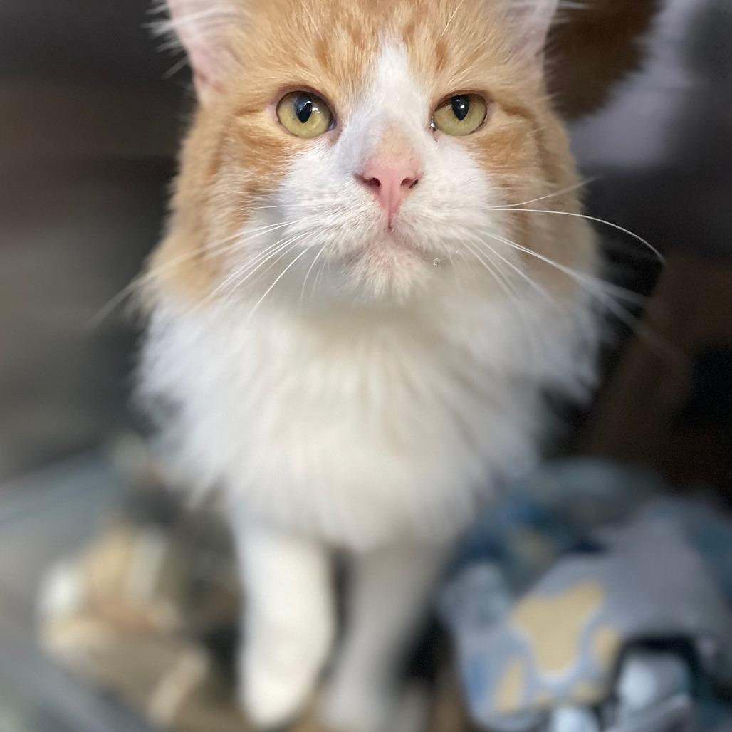 Enlarge Sherbet, a Adoptable Domestic Medium Hair in Windsor, VA image 1/1