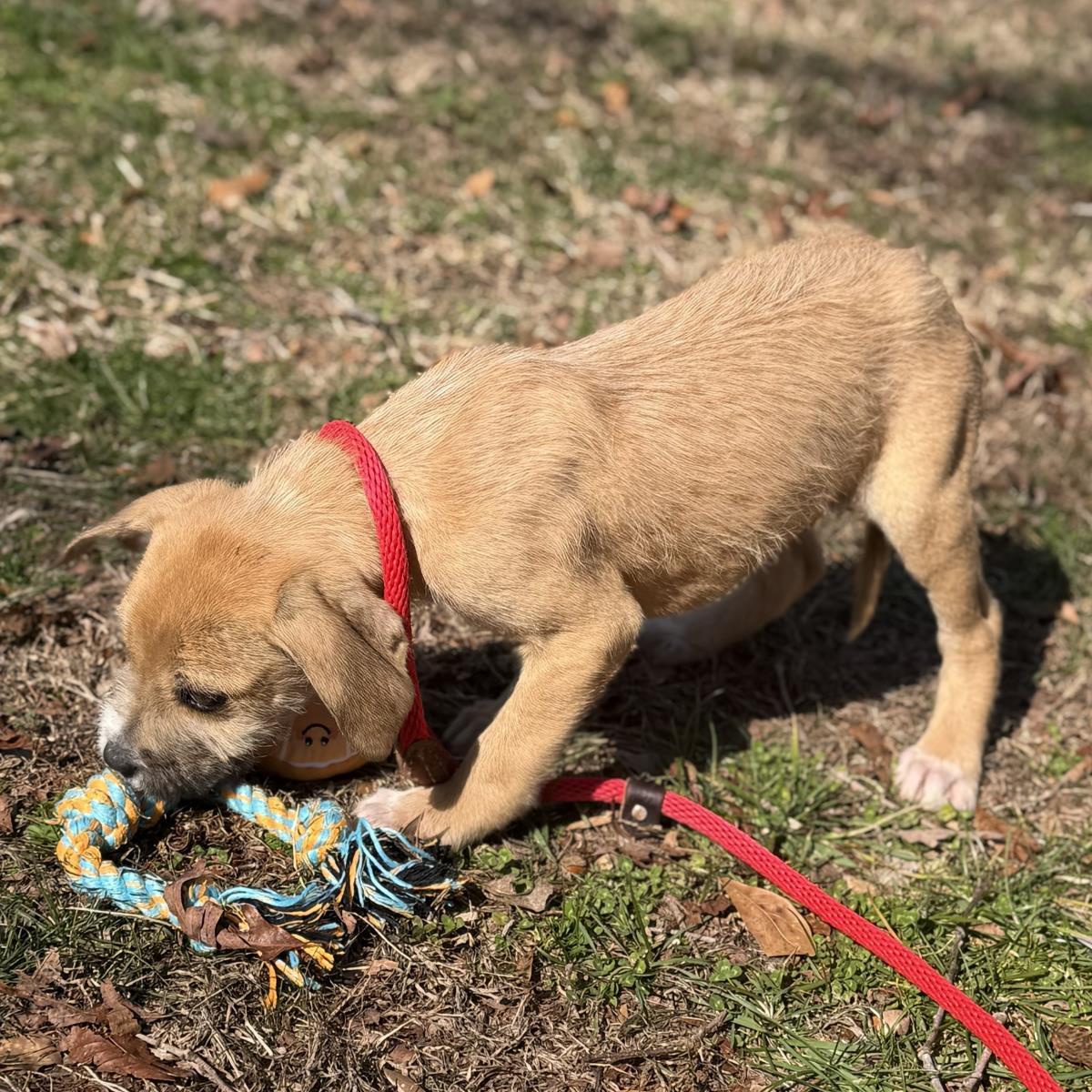 Gandalf, Adoptable, Puppy Male Schnauzer & Labrador Retriever.