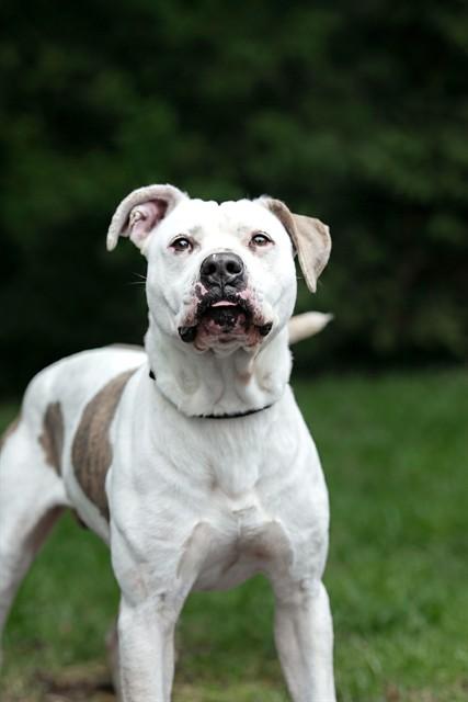ZEKE, Adoptable, Adult Male American Bulldog & Mixed Breed.