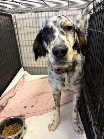Frankie, adopted, Young Female English Setter.