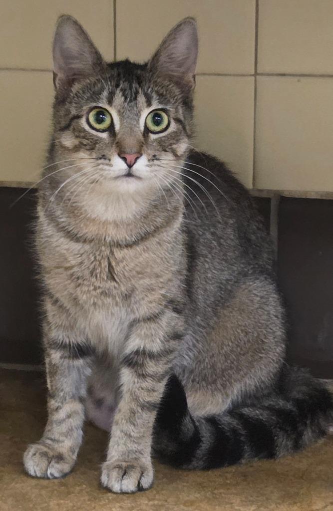 Lucy, Adoptable, Young Female Domestic Short Hair.