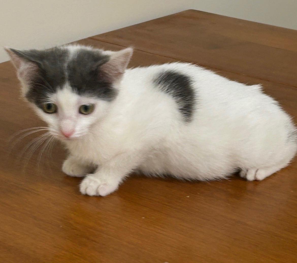 Opossum, Adoptable, Kitten Male Domestic Short Hair.