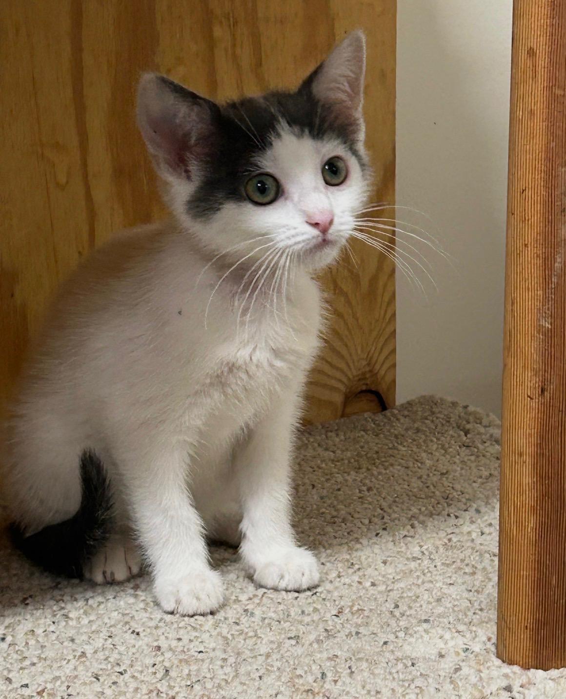 Enlarge Opossum, a Adoptable Domestic Short Hair in Independence, OH image 3/3