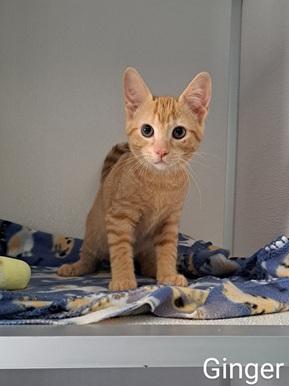 Ginger, Baby Female unknown