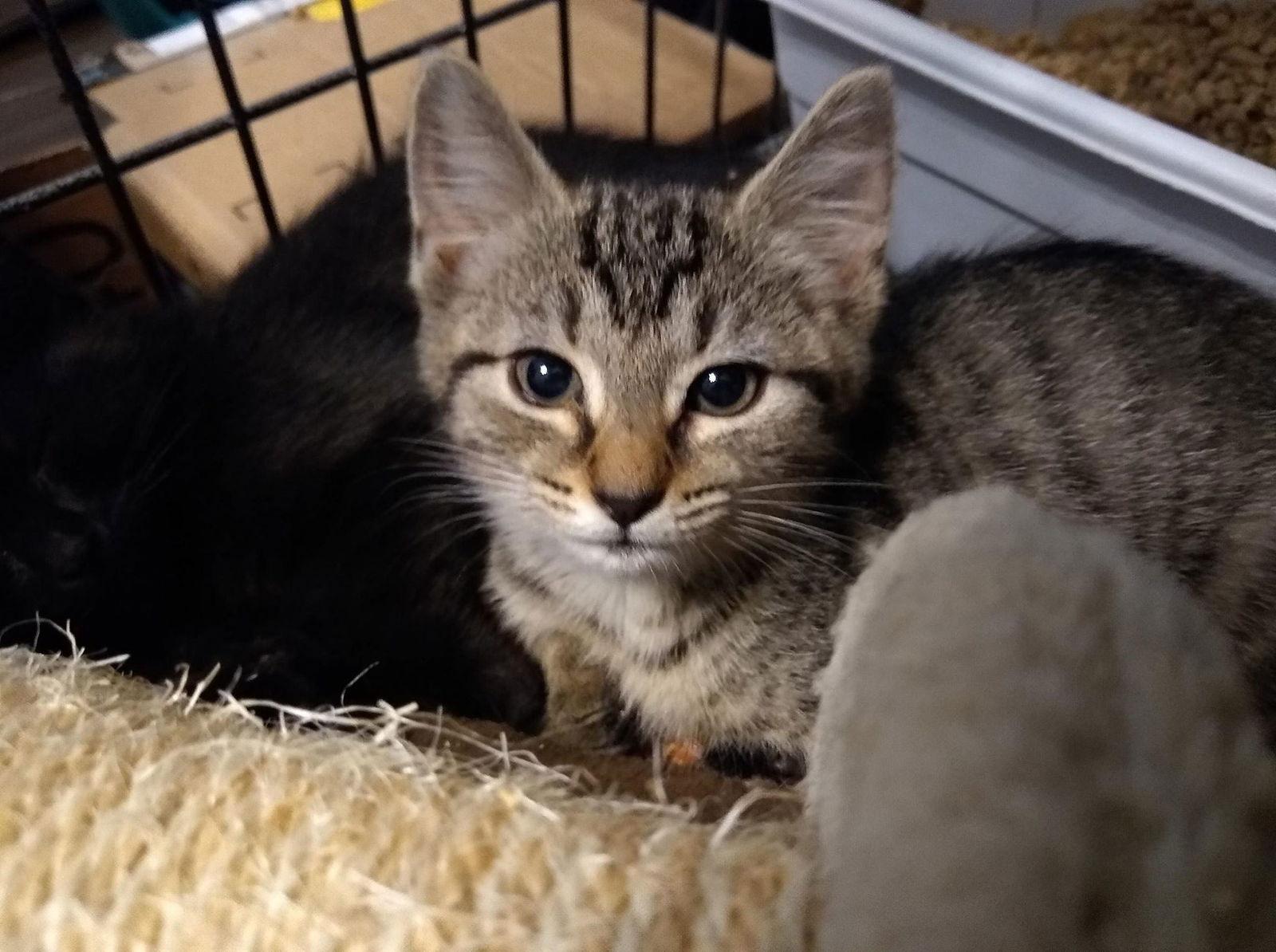 Tiramisu, Adoptable, Kitten Female Tabby & Domestic Short Hair.