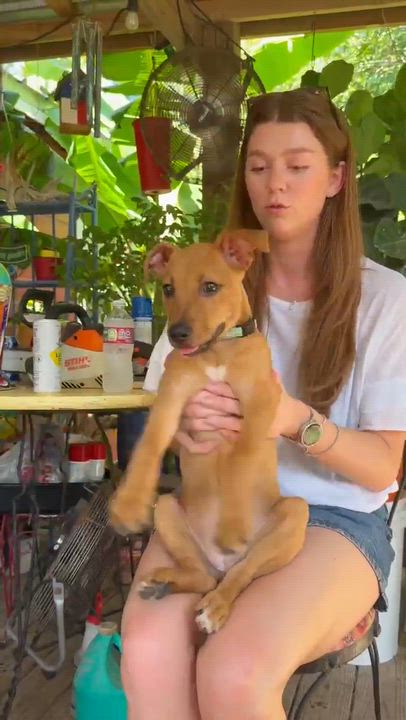 Enlarge Penny, a Adoptable mixed breed in Arlington , WA video 2/6