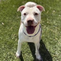 Charmin, a Adoptable mixed breed in Bullhead City, AZ image 1/5