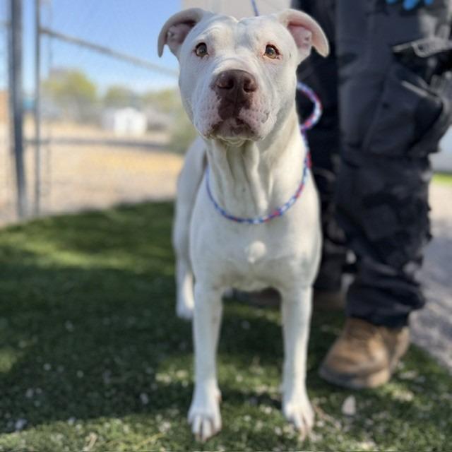 Charmin, a Adoptable mixed breed in Bullhead City, AZ image 2/5