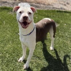 Charmin, a Adoptable mixed breed in Bullhead City, AZ image 3/5