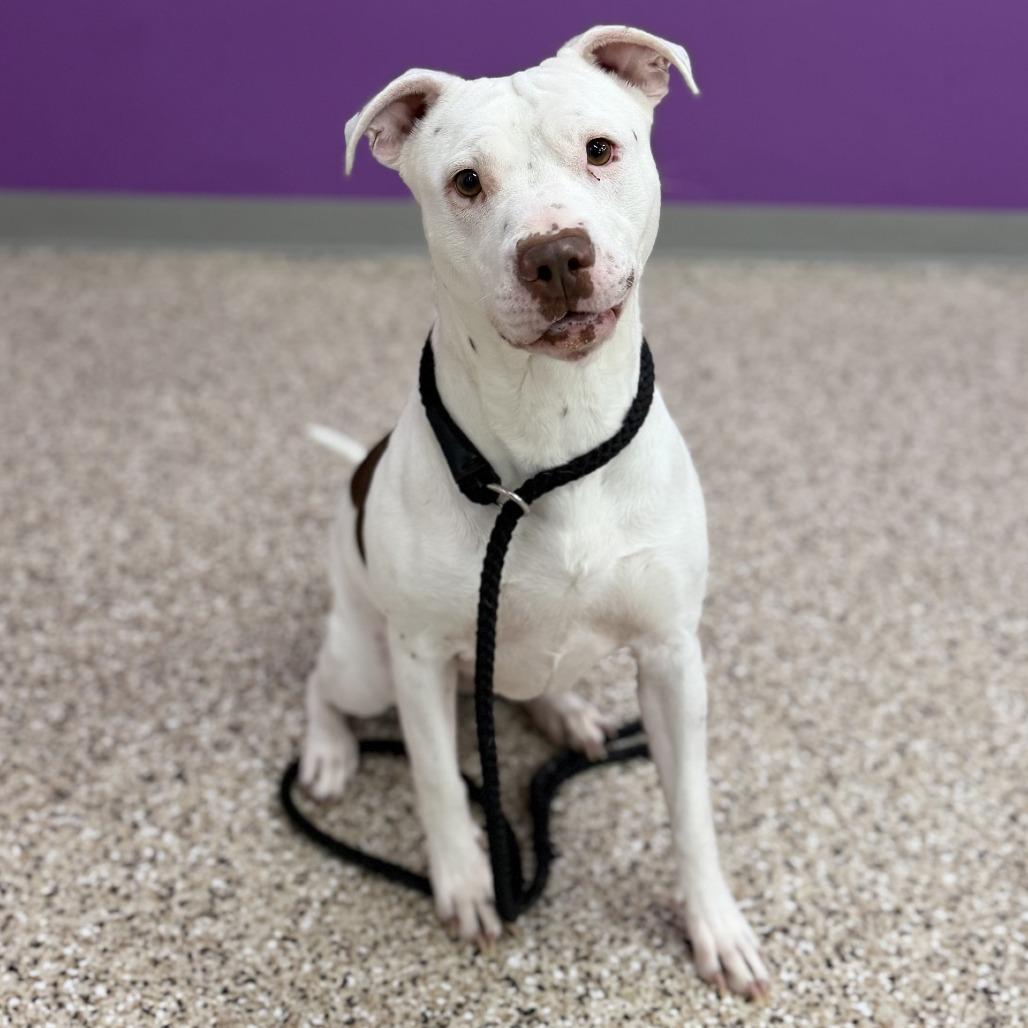 Enlarge Charmin, a Adoptable mixed breed in Bullhead City, AZ image 4/6