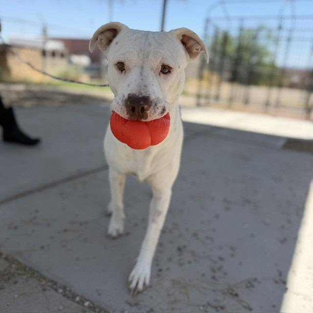 Charmin, a Adoptable mixed breed in Bullhead City, AZ image 4/5