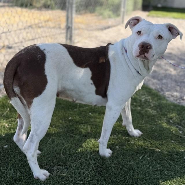 Charmin, a Adoptable mixed breed in Bullhead City, AZ image 5/5