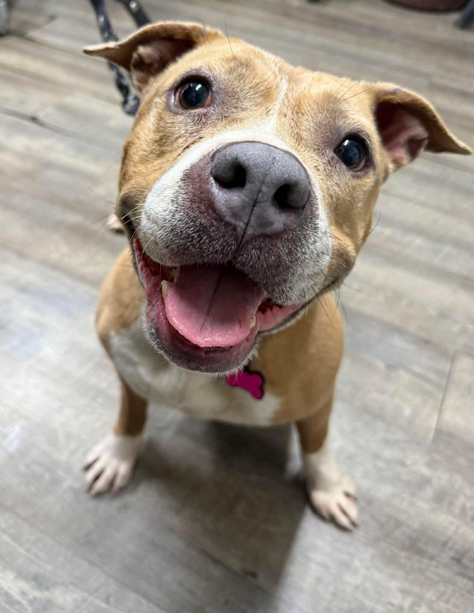 Enlarge Henrietta, a ADOPTABLE mixed breed in Jackson , NJ image 3/5