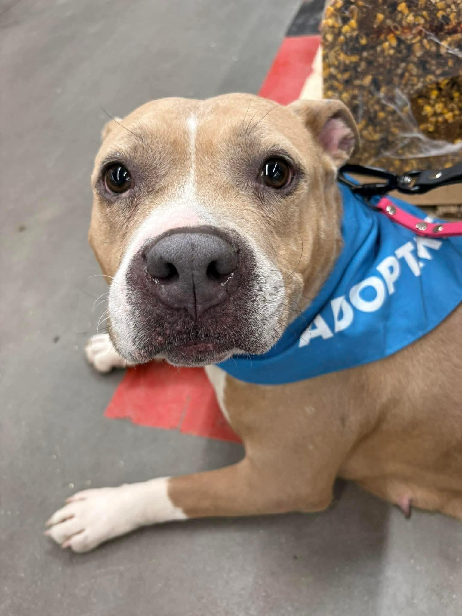 Enlarge Henrietta, a ADOPTABLE mixed breed in Jackson , NJ image 2/5