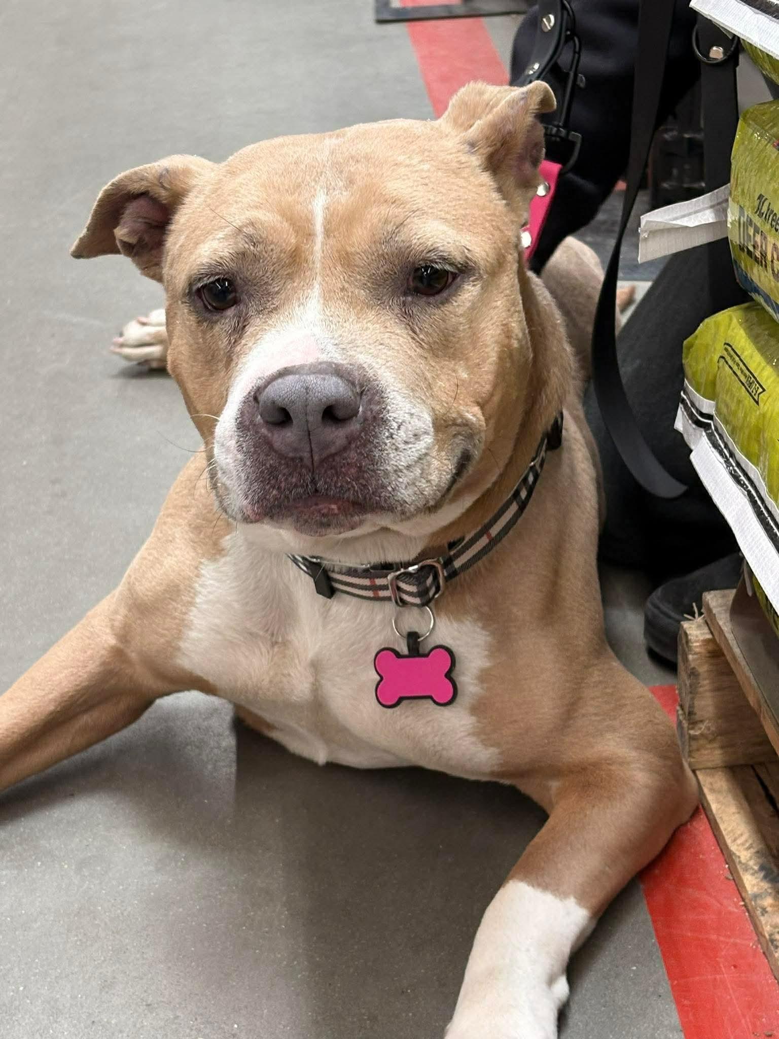 Henrietta, ADOPTABLE, Adult Female Pit Bull Terrier.