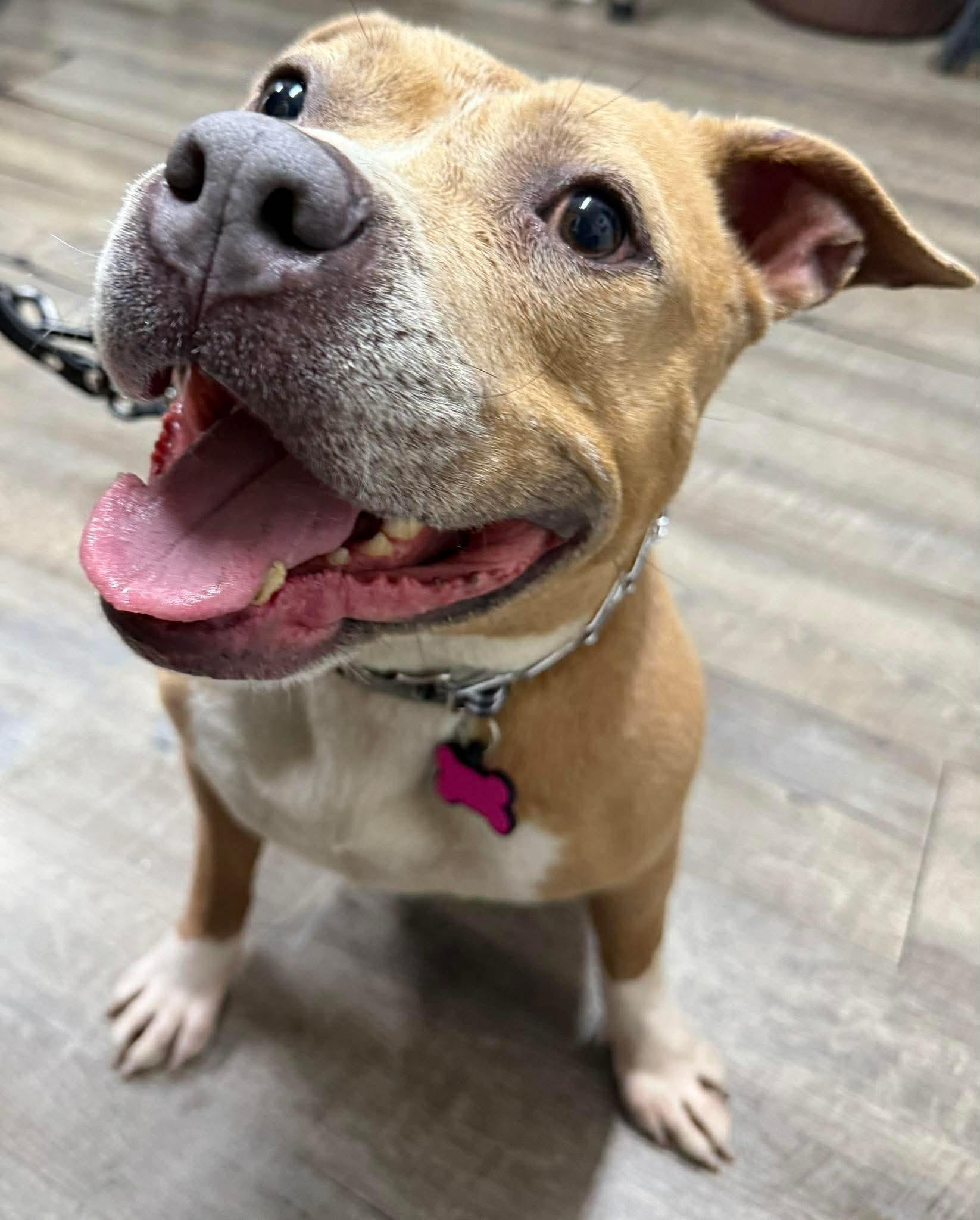 Enlarge Henrietta, a ADOPTABLE mixed breed in Jackson , NJ image 4/5