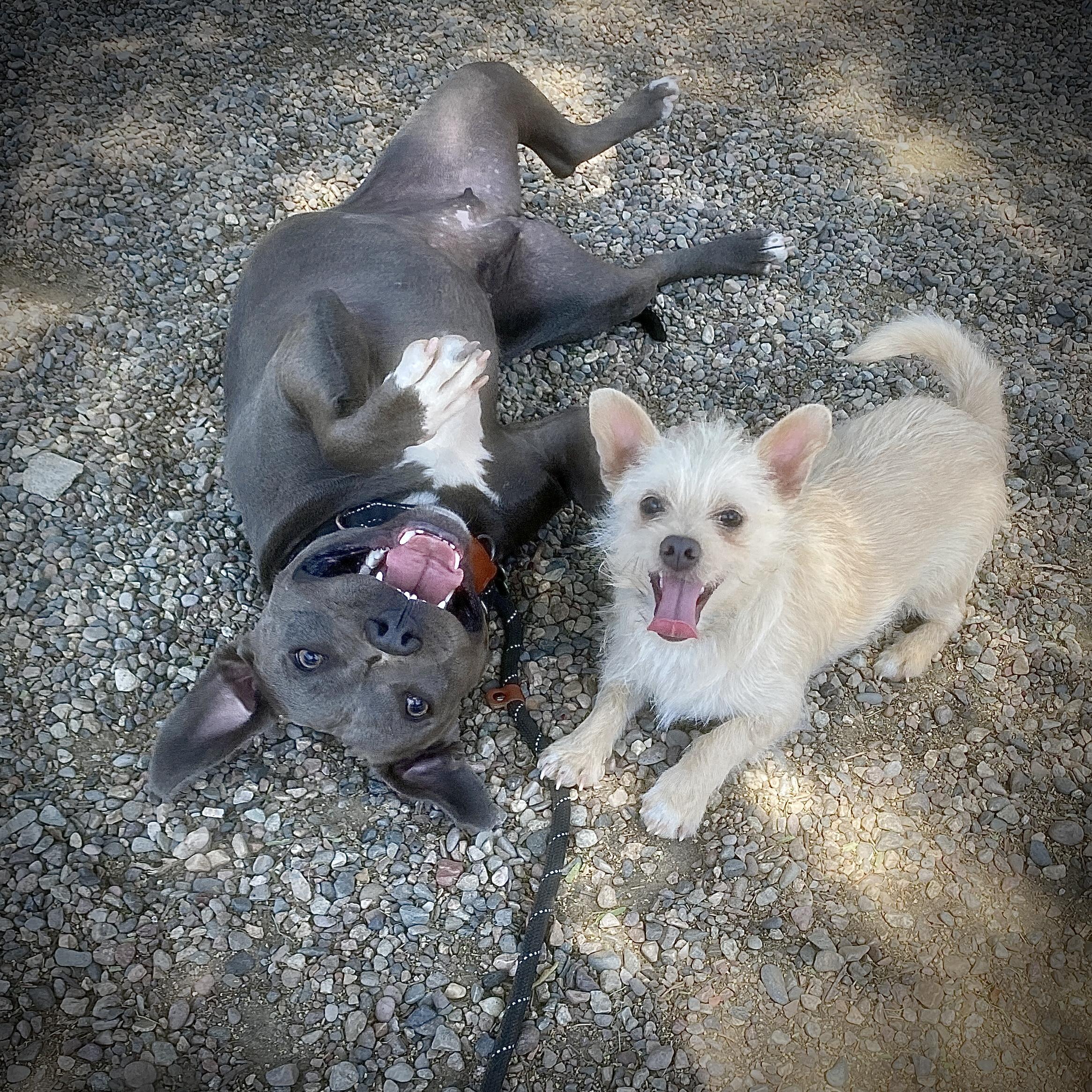 SANDY, a Adoptable mixed breed in Pasadena, CA image 3/6