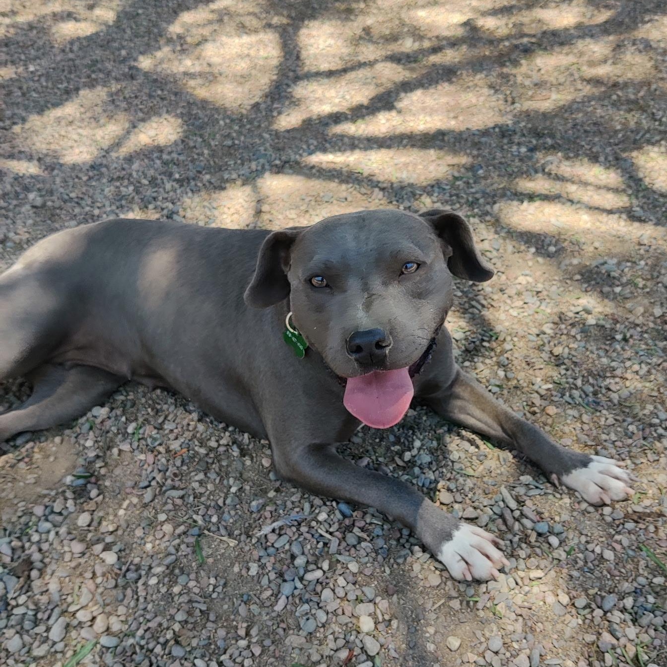 SANDY, a Adoptable mixed breed in Pasadena, CA image 4/6