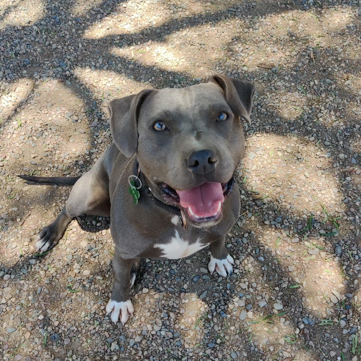 SANDY, Adoptable, Young Female Pit Bull Terrier.