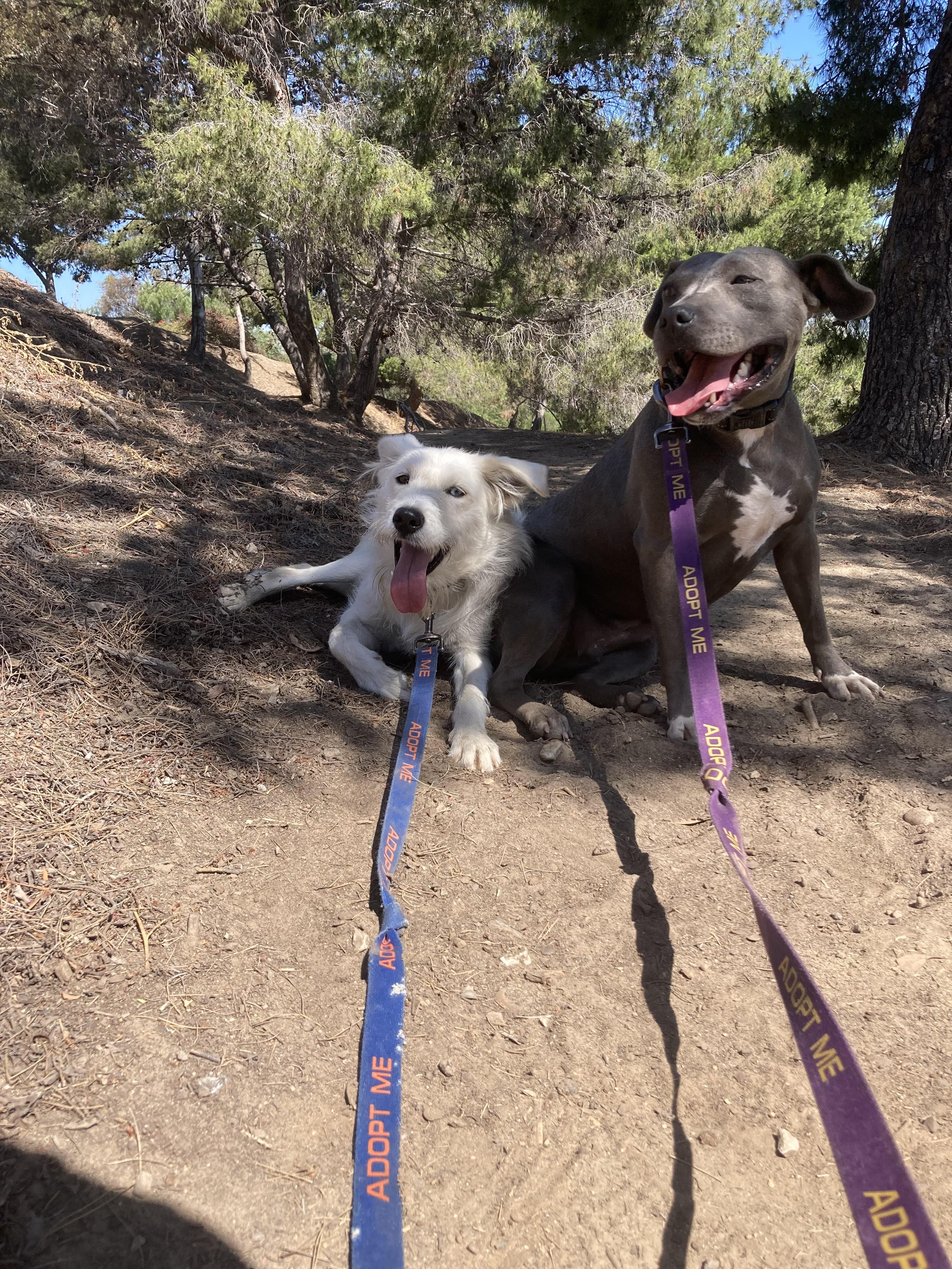 SANDY, a Adoptable mixed breed in Pasadena, CA image 2/6