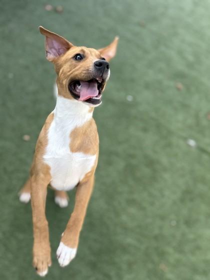 Luther, Adoptable, Puppy Male Fox Terrier & Mixed Breed.