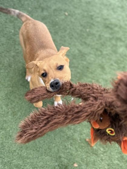 Enlarge Luther, a Adoptable mixed breed in North Richland Hills, TX image 2/3