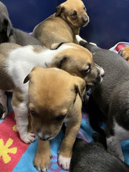 Luther, Adoptable, Puppy Male Fox Terrier & Mixed Breed.