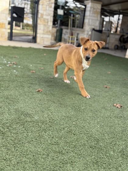Enlarge Luther, a Adoptable mixed breed in North Richland Hills, TX image 3/3