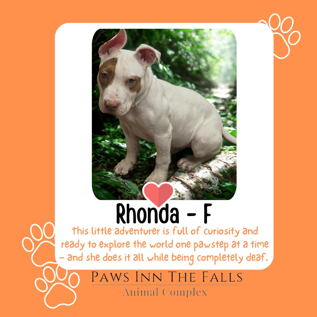 Enlarge Rhonda, an adopted American Bully in Wheatfield, NY image 2/2