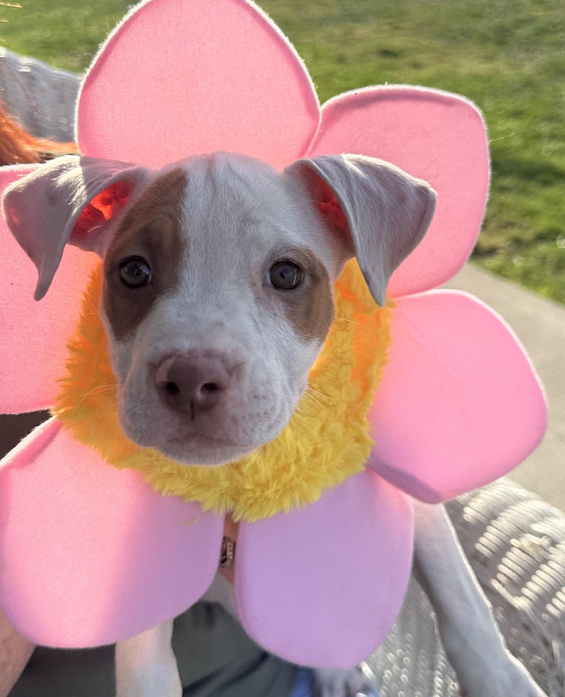 Enlarge Rhonda, an adopted American Bully in Wheatfield, NY image 1/2
