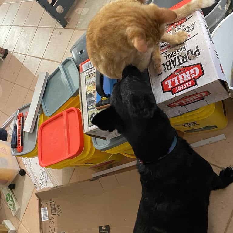 Wepa "excited For You!" thumbnail 3