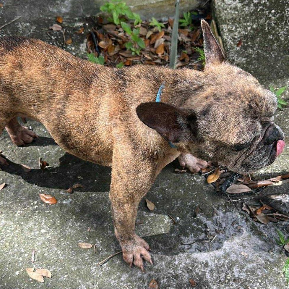 Enlarge Cookie, a Adopted French Bulldog in St. Cloud, FL image 3/5