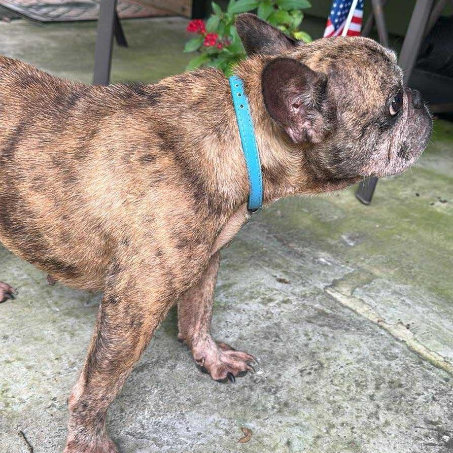 Enlarge Cookie, a Adopted French Bulldog in St. Cloud, FL image 4/5