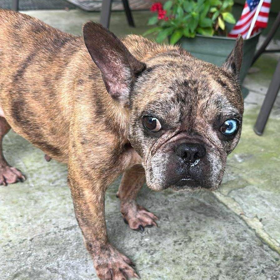 Cookie, Adopted, Adult Female French Bulldog.