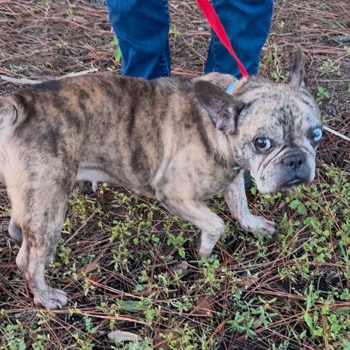 Enlarge Cookie, a Adopted French Bulldog in St. Cloud, FL image 5/5