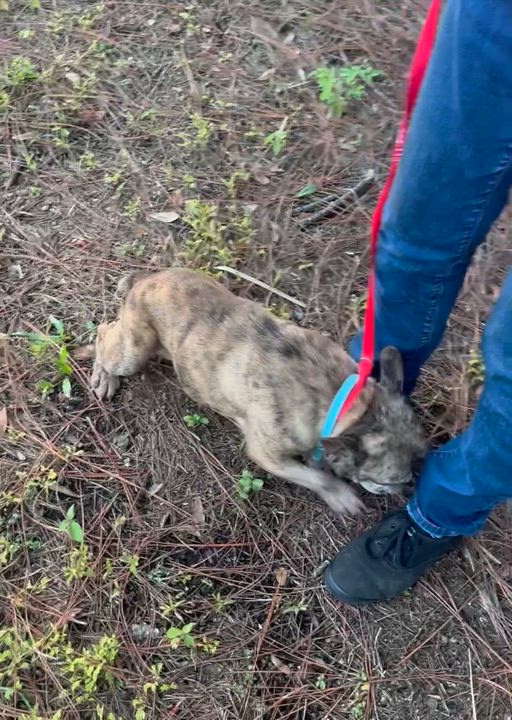 Enlarge Cookie, a Adopted French Bulldog in St. Cloud, FL video 2/5