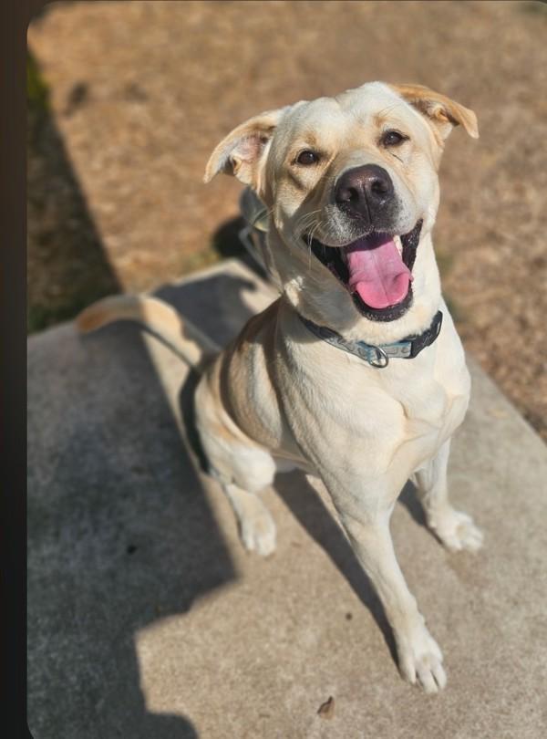 Goose, Adoptable, Adult Male Labrador Retriever.