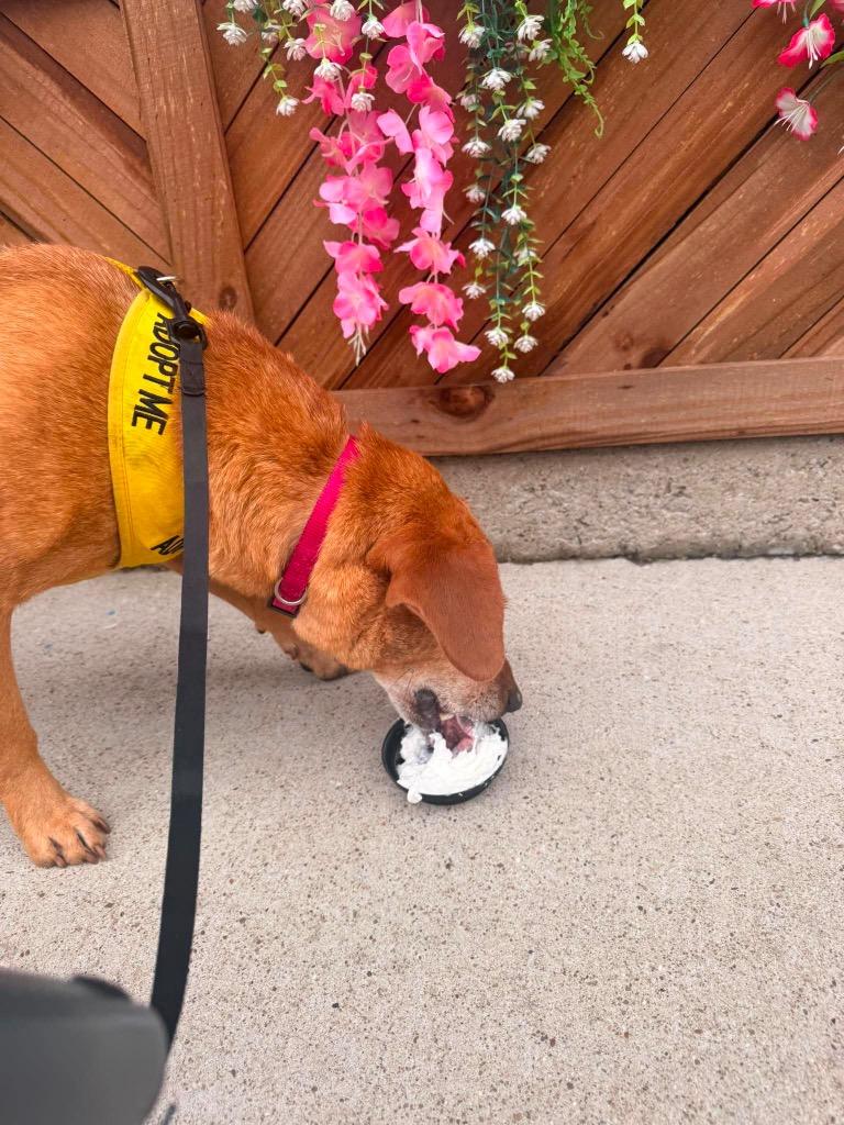 Hollie, a Adoptable Mixed Breed in Russellville, KY image 2/5