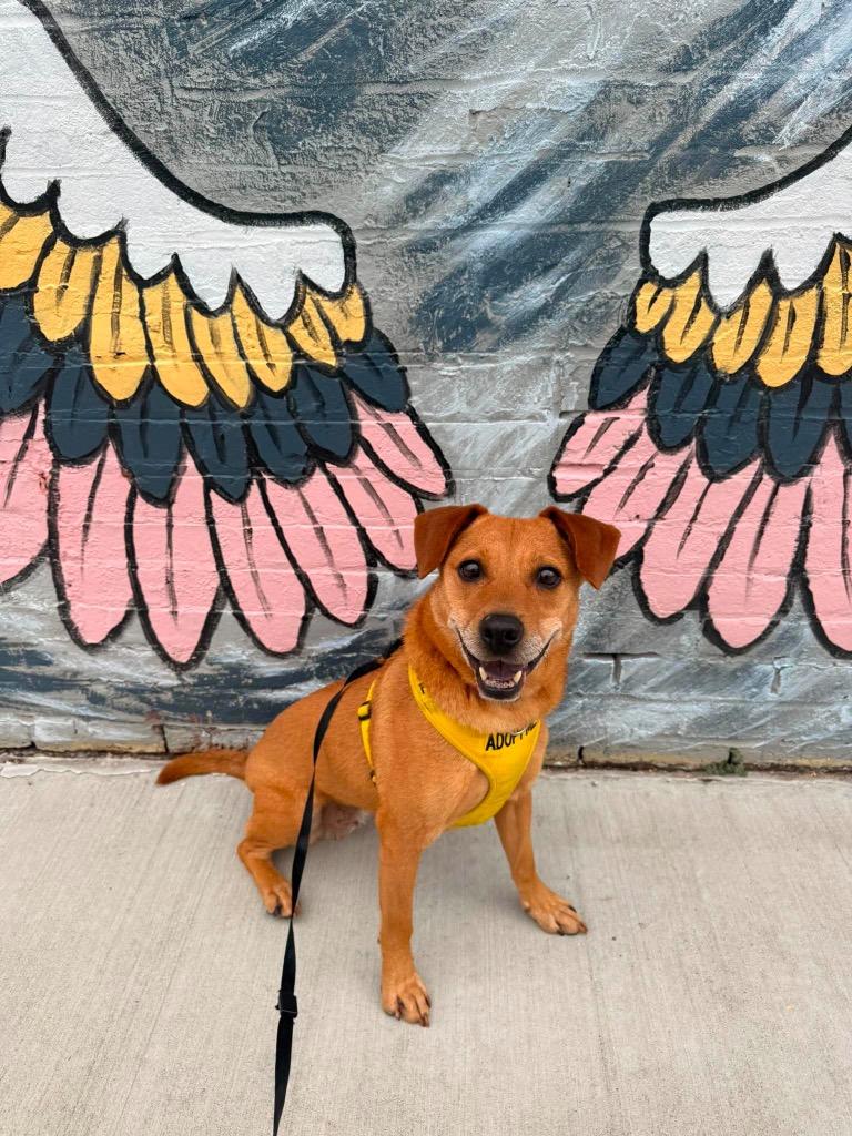 Hollie, a Adoptable Mixed Breed in Russellville, KY image 5/5