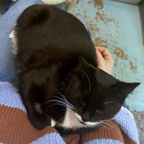 Mariposa, Adoptable, Adult Female Domestic Short Hair.