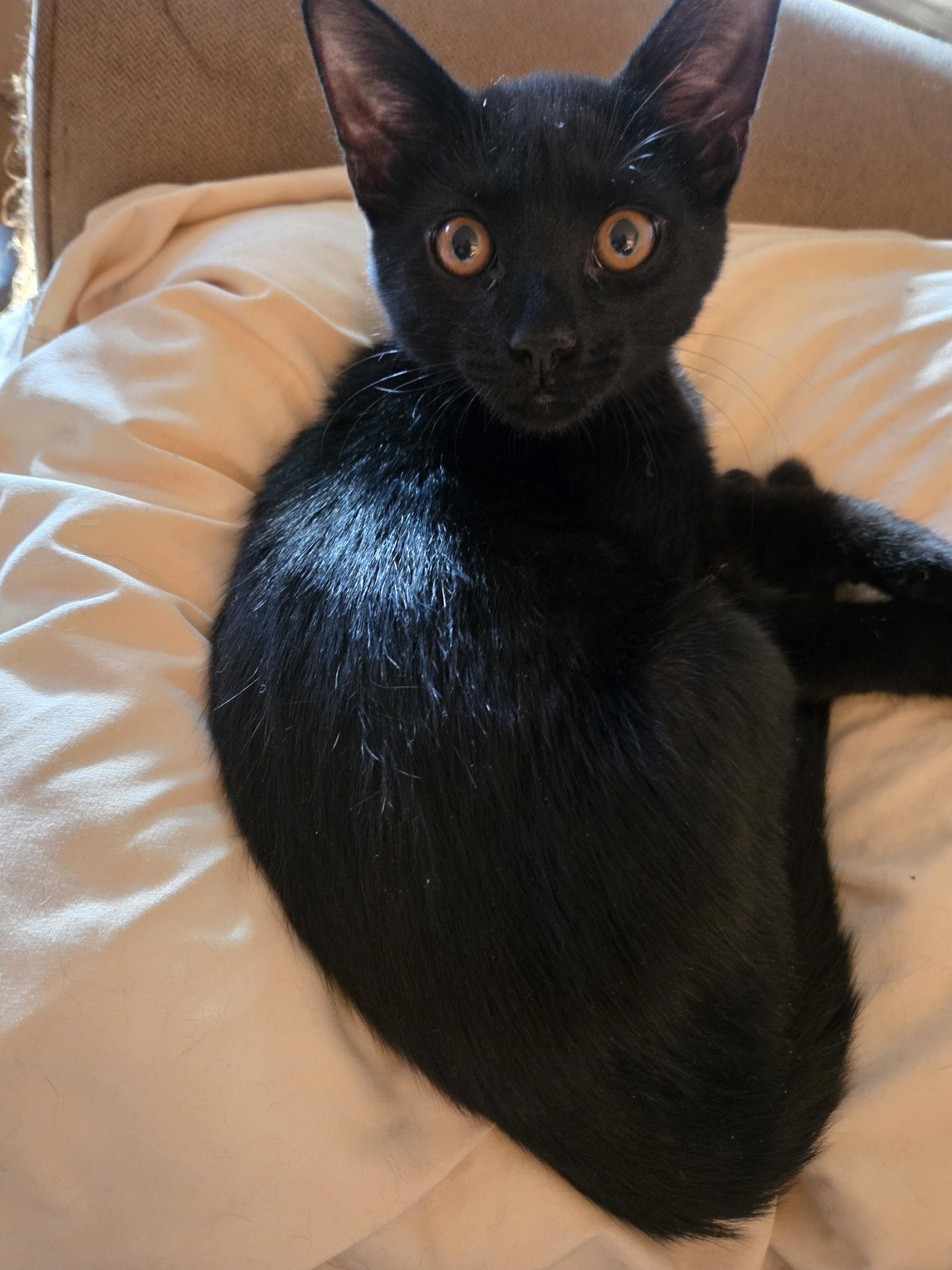 Biscotti, a Adoptable Domestic Short Hair in Woodbridge, VA image 1/3