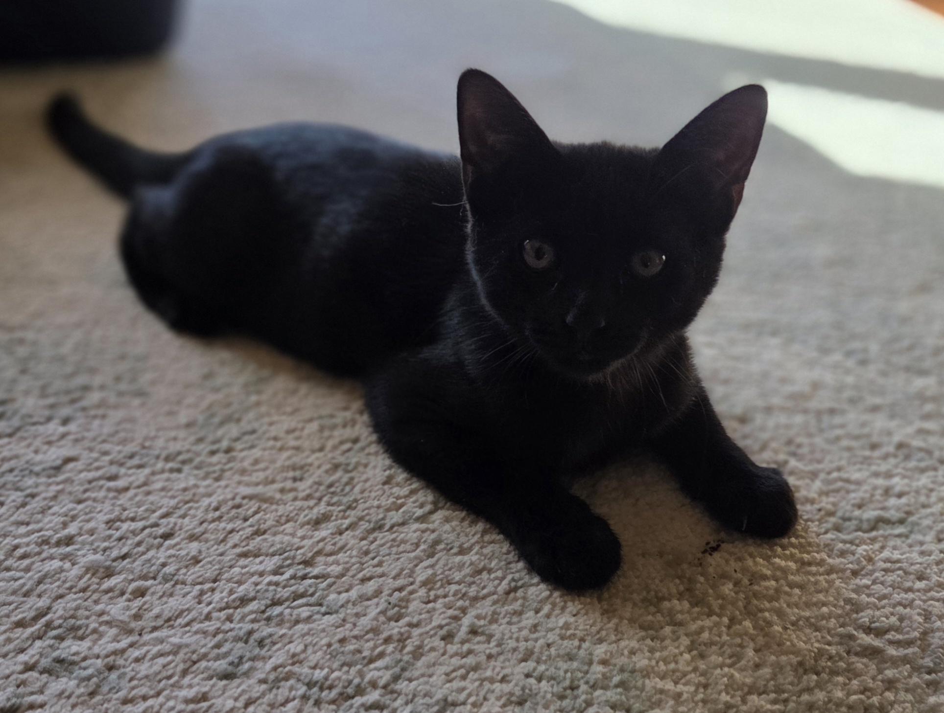 Biscotti, a Adoptable Domestic Short Hair in Woodbridge, VA image 2/3