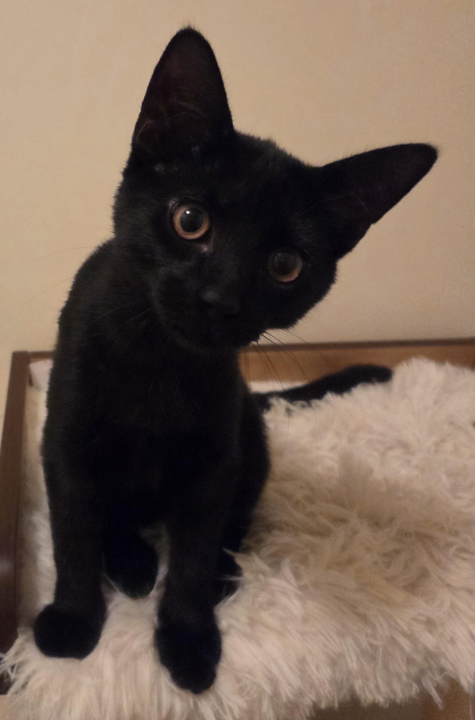 Biscotti, a Adoptable Domestic Short Hair in Woodbridge, VA image 3/3